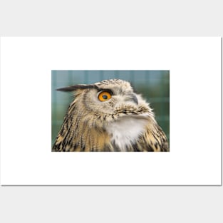 Eagle Owl Portrait Posters and Art